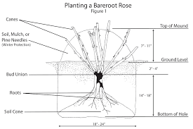 Maybe you would like to learn more about one of these? Selecting And Planting Roses 7 404 Extension