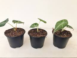 In spring and summer, it grows fast, but in winter, it enters a state called dormancy, where the plant is alive, but it won't grow at all. Mini Alocasia Black Velvet Grunpflanzen Pflanzen Der Palmenmann