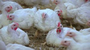 We did not find results for: Cum Sunt CrescuÈ›i Puii Cocorico Youtube