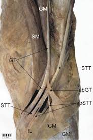 All of these muscles stem from the heel of the foot through the calcaneal tendon. A Proposal For A New Classification Of Pes Anserinus Morphology Springerlink