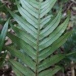 Image result for Blechnum attenuatum