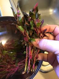 Plants of the genus may be known generally as joyweeds, or joseph's coat. I Bought Some Alternanthera Bettzickiana Red Online And Had It Shipped The Smell Was Absolutely Horrific Before I Even Opened The Package Would This Still Be Safe To Plant In My Tank