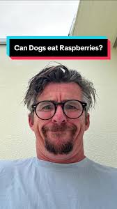 Is it healthy for dogs to eat 5 a day like humans? Fruit and Vegetable...