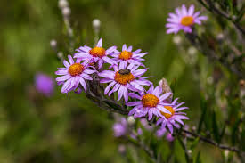 Image result for Crotalaria phylicoides