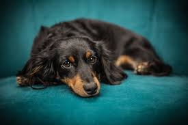 Unlike the wire haired dachshund this breed is a surprisingly low shedder. Black And Tan Dachshund Closeup Photography Hd Wallpaper Wallpaper Flare