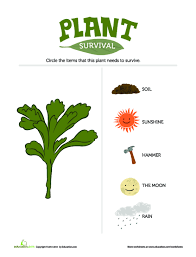Parts of a leaf plant cell coloring sheet leaf dichotomous key worksheet leaf structure and photosynthesis color leaf anatomy leaf identification coloring pages internal leaf structure diagram leaf anatomy coloring work answer key leaf anatomy livingstone identifying leaves. Life Science Education Com