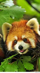 We've gathered more than 5 million images uploaded by our users and sorted them by the most popular ones. High Definition Animal Wallpapers Best Wallpaper