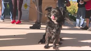 Petsmart is the adopt spot. Pet Resource Center To Have Drawing To Adopt Rescued Dogs Wtsp Com