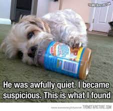 The Internets Most Asked Questions Funny Dog Pictures Funny Animals Funny Pictures