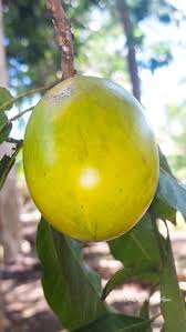 Image result for Pouteria altissima