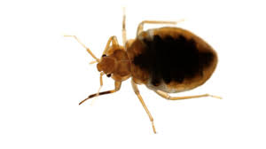 Learn your options for bed bug control and treatment as well as estimated costs and what you can do to prevent future bed bug infestations. Bed Bugs A Brief History In The Usa Gregory Pest Solutions
