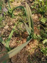 032 にんにく 一部 葉の色が変わって来た 大丈夫 ホロホロ 菜園 家庭菜園はじめてちょうど1年 なんちゃって自然栽培