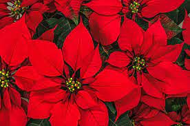 How To Care For Poinsettia Plants To Bloom Again For Next Season Poinsettia Plant Christmas Plants Poinsettia Flower