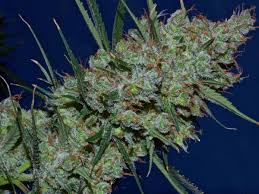 Plants need less and less nutrients as they approach harvest and it's natural for leaves to start yellowing, especially older leaves towards the bottom of the plant. The Best Recipe For Ultimate Marijuana Bloom Phase Success