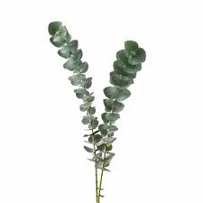 We did not find results for: Baby Blue Eucalyptus 100 Stems J R Roses Wholesale Flowers