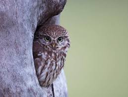 Das rotkehlchen gilt mit etwa vier millionen brutpaaren als einer der häufigsten vögel. Vogel Des Jahres 2021 Steinkauz Birdlife Schweiz Suisse Svizzera
