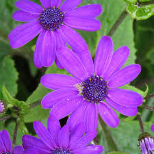 Pericallis 'Senetti® Deep Blue' | Pericallis (Cineraria) | Ebert'S  Greenhouse