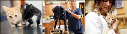 Maybe you would like to learn more about one of these? St Bethlehem Animal Clinic Clarksville Tn Veterinary Hospital Clarksville Tn
