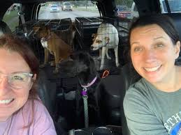 Thank you, Anita Trammell, for offering to foster these five pups until  they're ready for adoption...and am always grateful for the help Gelasio  provides. This time helping pick up the puppies and