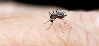 Image result for Dengue