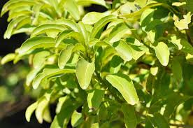 Image result for Vitellariopsis