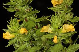 Image result for Alectra sessiliflora