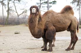 Prompt cleaning of superficial wounds can decrease the risk of infection. Jepe The Bactrian Camel