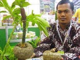 Menjari berpangkal 3, berwarna hijau cenderung gelap ataupun hijau cerah. Panen Setahun Sekali Harga Iles Iles Terus Membubung