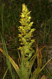 Image result for Corycium dracomontanum