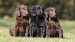 A distinctive breed hallmark is the long head'unique among retrievers'which projects a smart and kindly expression. Flat Coated Retriever Price Temperament Life Span