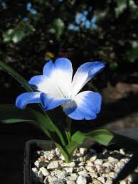 Image result for Tecophilaeaceae