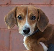 Top keywords % of search traffic. Almost Home Foundation Almost Home Foundation Rescuing Homeless Cats Dogs