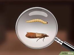 3 ways to get rid of pantry moths wikihow