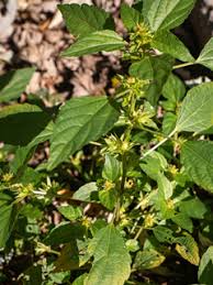 Image result for Acalypha psilostachya