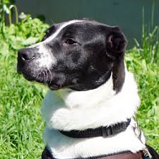 Ich biete einem tier ein neues zuhause. Unsere Hunde Bei Tiere Suchen Ein Zuhause Tierheim Duisburg