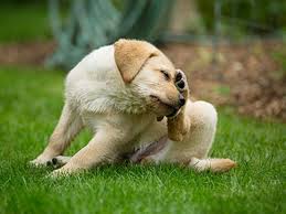 Jan 20, 2017 · you can tell fleas apart from dry skin easily: Fleas Dog Health The Kennel Club