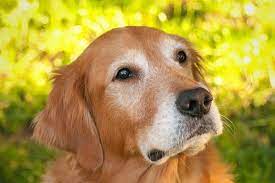 Golden retrievers—no matter their color—cost anywhere between $500 to $2 our puppy is 5 months old. Why Golden Retrievers Faces Turn White And At What Age Loyal Goldens