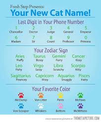 Your New Cat Name Cat Names Names What Is Your Name