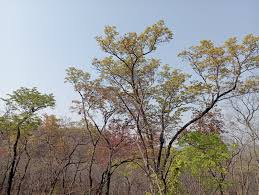 Image result for Triplochiton zambesiacus