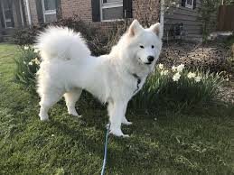 Black American Eskimo Dog Price Samoyed Bonnie Samoyed Dogs Samoyed Black And White Dog