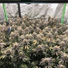 Mars Hydro Sp 6500 3000 150 Led Grow Light Full Spectrum Strip For Indoor Plant Grow Lights Led Grow Lights Led Grow