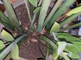 Other common issues include underwatering, incorrect light. Ask A Question Forum Zz Plant Too Big Garden Org