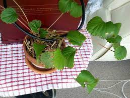 I've had this issue with my strawberry plants for about a week now, and i can't seem to find a reason. Why Are My Strawberry Leaves Turning Brown At The Tips Gardening Landscaping Stack Exchange