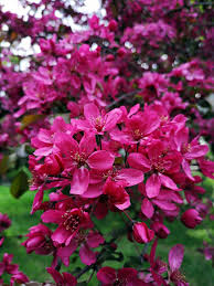 Image result for Prunus