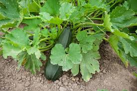 Just cut them free from the plant (don't pull on zucchini is very susceptible to frost and heat damage, so you do want to pick them all before the first fall frosts arrive. Zucchini Growing Problems Troubleshooting Zucchini Diseases And Growing Issues