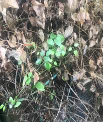 Image result for Hypoxis subspicata