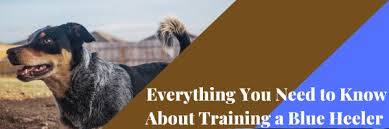Heelers are known for their energetic spirit, working dog attitude socializing and obedience training is necessary for this breed, as they're highly protective of their. Everything You Need To Know About Training A Blue Heeler Dog Training Advice Tips