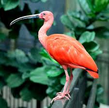 Bird With Orange Feathers Under Wings Free Image On Pixabay Scarlet Ibis Bird Wings Feather Bird Pictures Birds Beautiful Birds