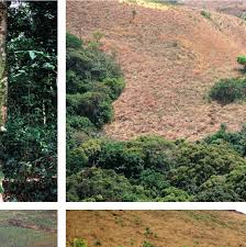 Image result for Eriosema tisserantii