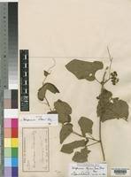 Image result for Ampelocissus africana